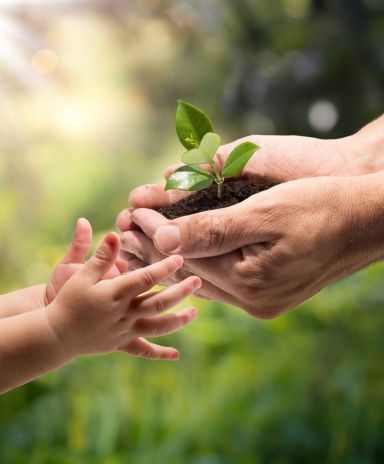 Child's hands extending to adult's hands holding a seedling