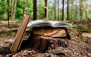 Open book on tree stump in forest.
